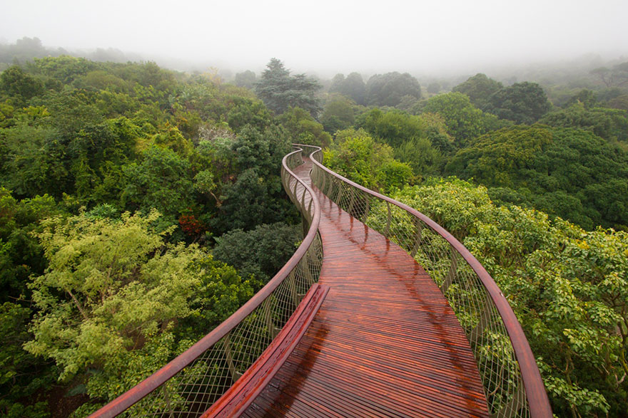 Sud-Africa-AD-Tree-Canopy-Walkway-Path-Kirstenbosch-National-Botanical-Garden-01