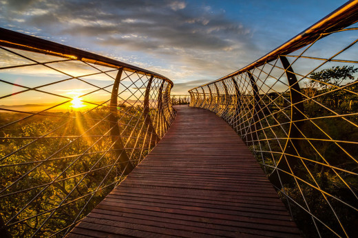 AD-Tree-Canopy-Walkway-Path-Kirstenbosch-National-Botanical-Garden-03