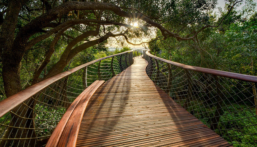 Sud-Africa-AD-Tree-Canopy-Walkway-Path-Kirstenbosch-National-Botanical-Garden-05