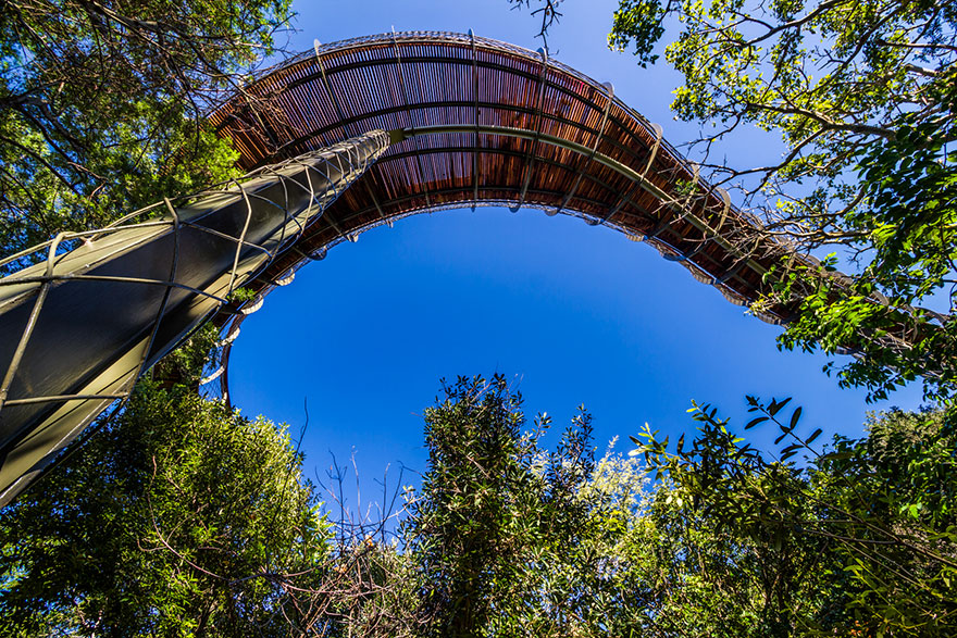 Sud-Africa-AD-Tree-Canopy-Walkway-Path-Kirstenbosch-National-Botanical-Garden-06